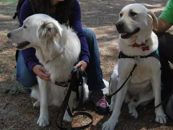 La teràpia amb gossos és una de les tècniques complementàries que es practiquen.